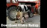 Video bokep Mary sister di peternakan dengan sapi 2018