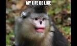 Bokep Baru monkey life gratis