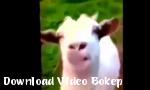 Download video bokep Kambing  Kambing gratis