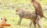 Bokep Xxx lucky luke - saving animals in africa 3gp online