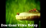 Video bokep Balapan liar - Download Video Bokep