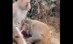 Video Bokep Online Monkey Masturbating