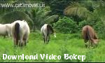 Video bokep ron rak kakawan duad - Download Video Bokep