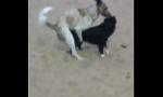 Video Bokep Hot Cães fudendo na praia da Nazaré mp4