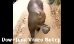 Vidio Bokep INDO BUSCAR PÃO online