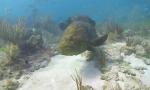 Download Video Bokep Undersea Exotic Fish Free HD Footage gratis