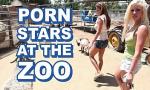 Bokep BANGBROS - Sexy Pornstars Invade Fam Zoo & Fuc online