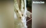 Nonton Video Bokep Syrian teen With Perfect Body Strips hot
