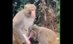 Download vidio Bokep HD Monkey sucking penis ( who taught them&period terbaik