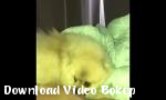 Video bokep girls4cock Peteo Trained Dog dan Playfull Teen hot - Download Video Bokep