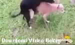 Video bokep Gaya doggy terbaru - Download Video Bokep