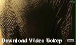 Nonton video bokep Virus Mai Vs Gajah Mp4 gratis