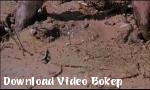 Download video bokep Cannibal holocaust xxx scenes terbaik Indonesia