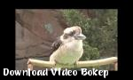 Vidio Bokep VID 20150213 WA0026 - Download Video Bokep