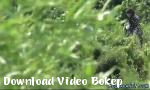 Nonton video bokep Watersport hotties Asia gratis di Download Video Bokep