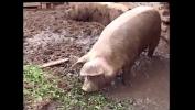 Bokep Sex Very fat mature whore gets fucked at the pig place online