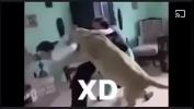 Download video Bokep HD Hora de XD mp4