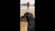 Bokep Hot de boa na praia do Brasil transmitindo direto para nossas redes sociais mp4