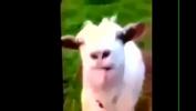 Bokep Hot La Cabra sol The Goat gratis