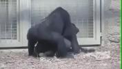 Bokep Sex the gorilla has more strength during sex online